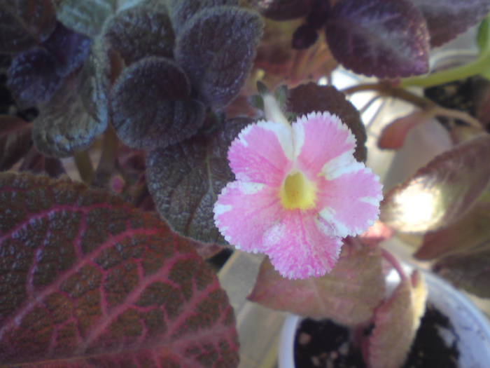 Star of Bethleem - Episcia