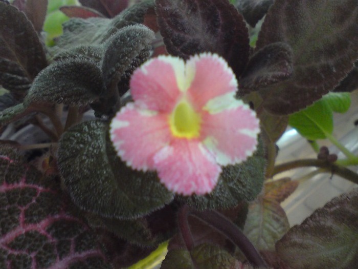 Star of Bethleem (1) - Episcia