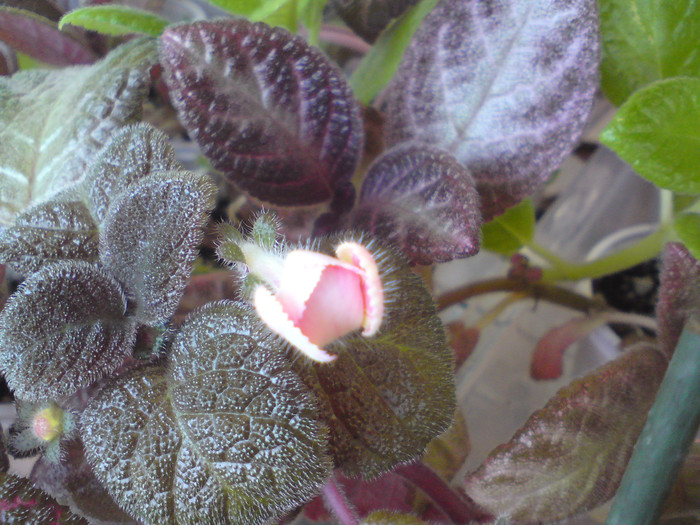 Star of Bethleem - al doilea boboc - Episcia
