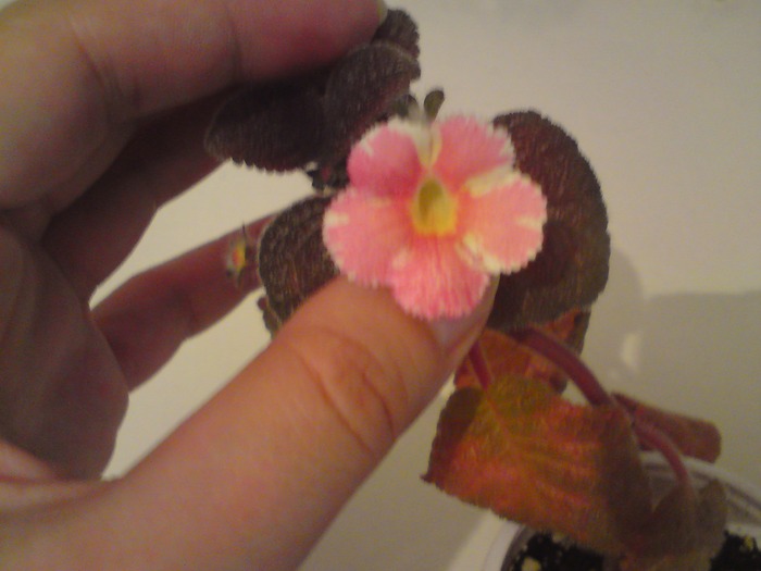 Star of Bethleem (3) - Episcia