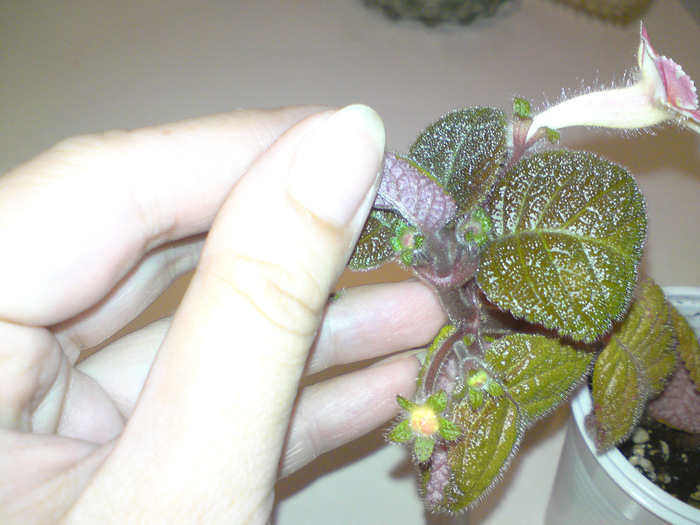 Star of Bethleem (4) - Episcia