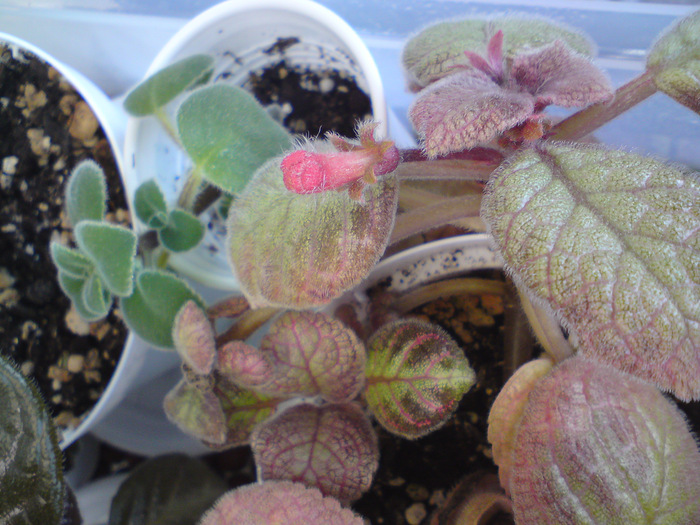 Thads Pink Lemonade - Episcia