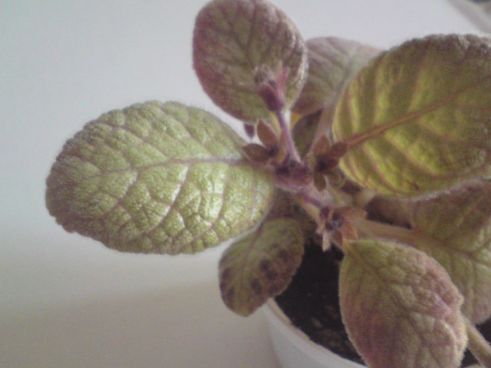 Thads Pink Lemonade - boboci - Episcia