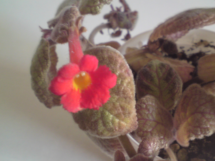 Thads Pink Lemonade - floare - Episcia