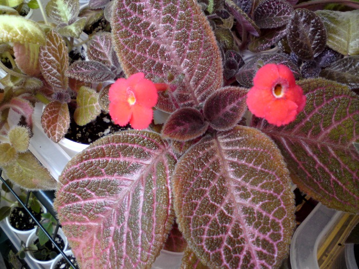 Kee Wee - Episcia