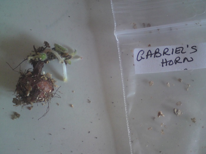 Gabriel's Horn; Gabriel's Horn
