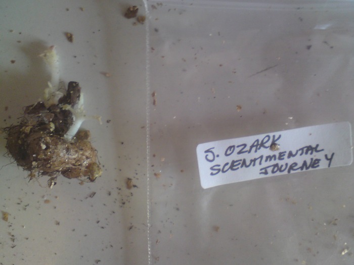 Ozark Scentimental Journey; Ozark Scentimental Journey
