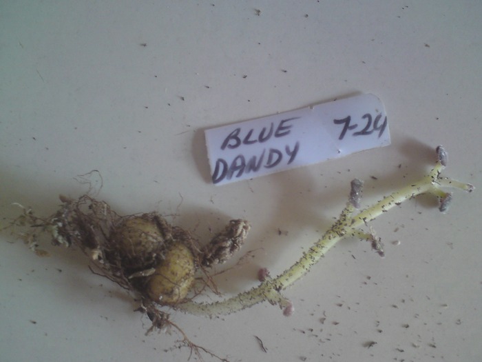 Blue Dandy; Blue Dandy
