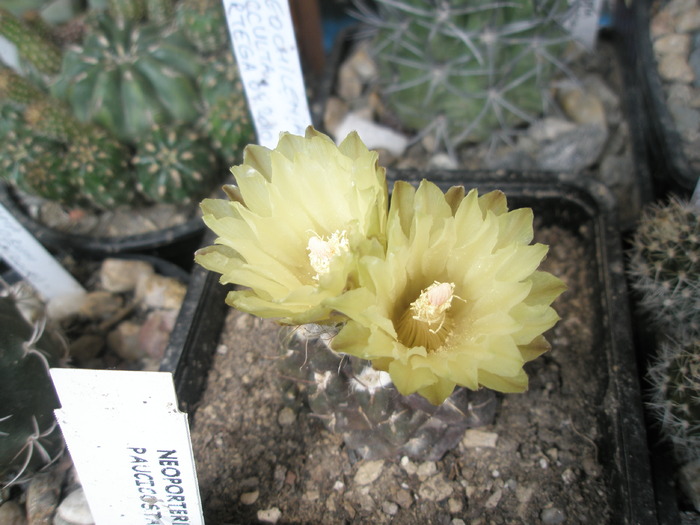 Neochilenia oculta - 05.06 - Neochilenia