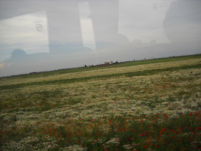 ..campii cu flori de mac - MOMENTE IMORTALIZATE