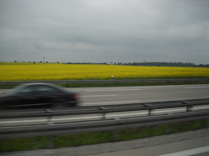 "vajaiala cu lan de rapita