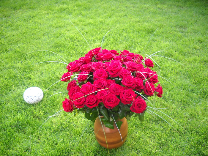 60 de trandafiri in gradina