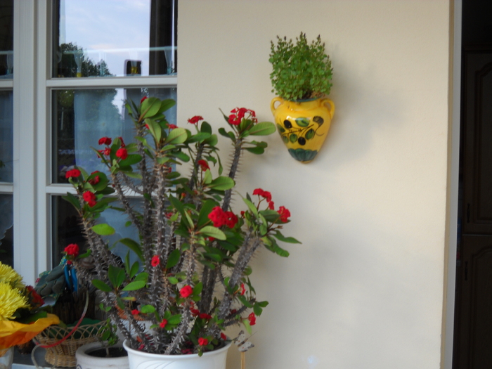 spinul lui Isus pe terasa