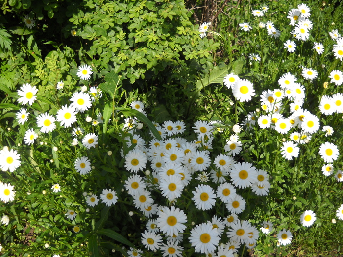 mai multe Margarete...