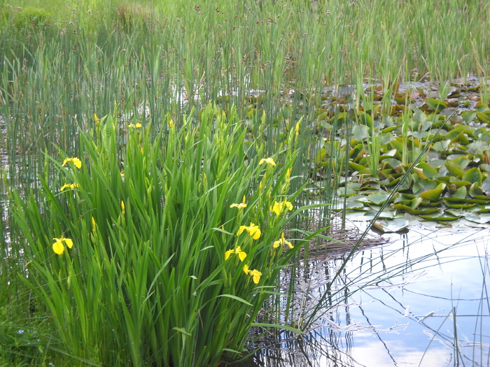 unde esti, ratusca mea?????