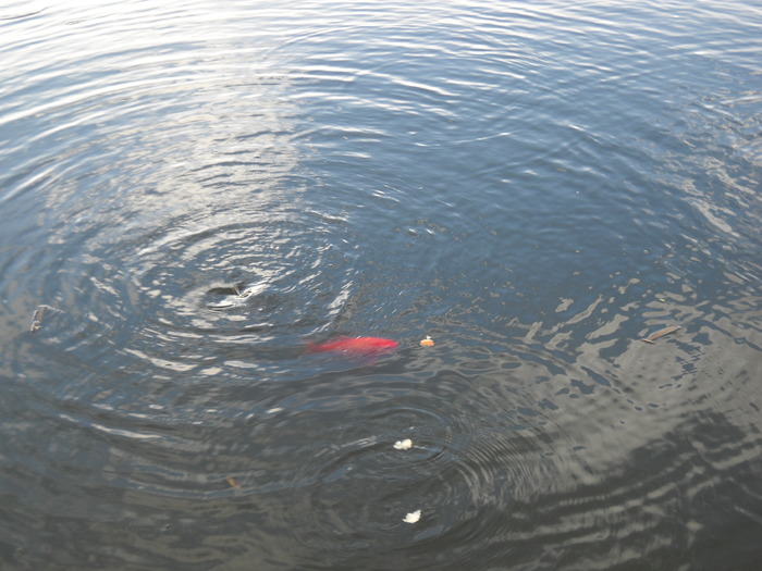 ...caras auriu, pestisorul de aur