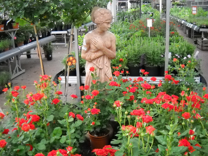 ....doamna in neglije.