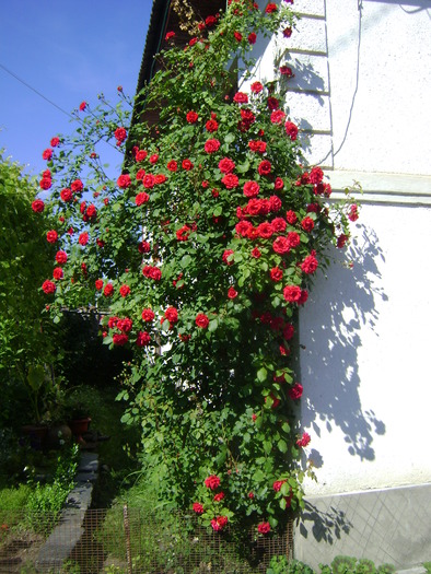 rosu urcator - trandafiri 2010-rozsak