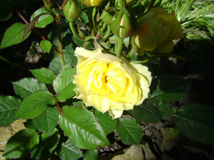 galben mini - trandafiri 2010-rozsak
