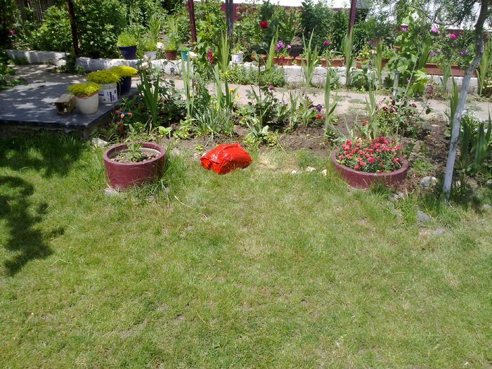 06062010350 - gradina 2010