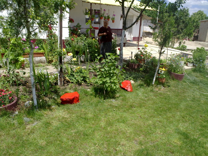 06062010351 - gradina 2010