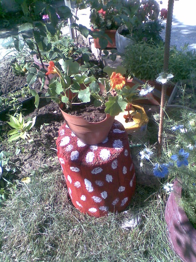Sorel006 - gradina 2010