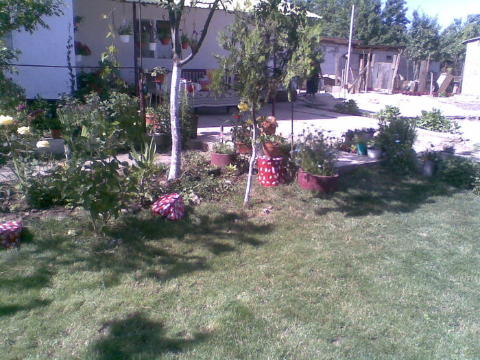 Sorel008 - gradina 2010