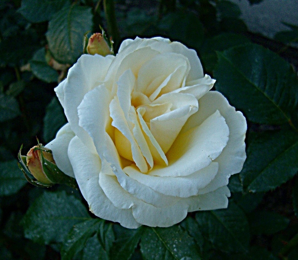 trandafir - TRADAFIRI