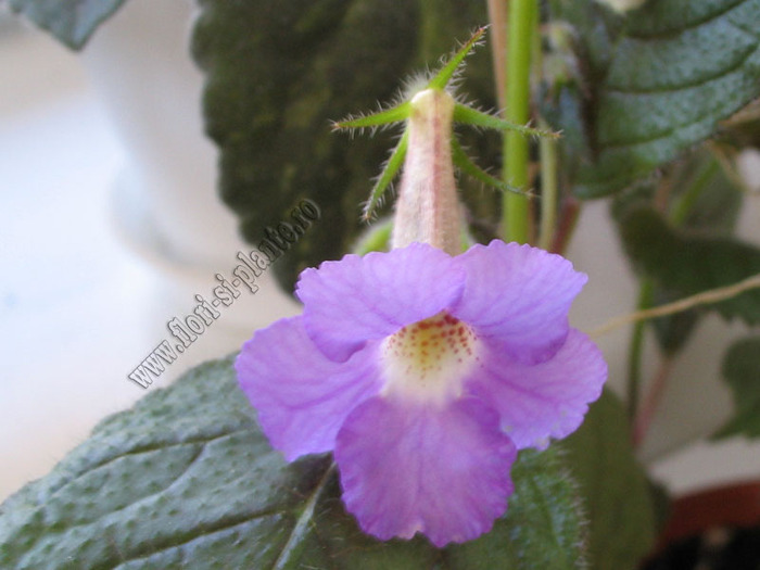 XACHICODONIA DARK STAR 1 - ACHIMENES I