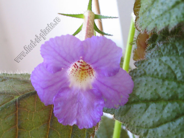XACHICODONIA DARK STAR 2 - ACHIMENES I
