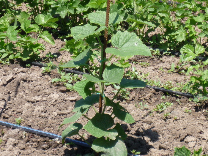 castraveti - gradina de legume 2010