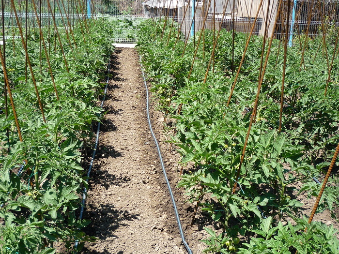 rosii - gradina de legume 2010