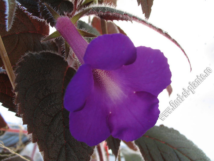 Achimenes magnificent 2