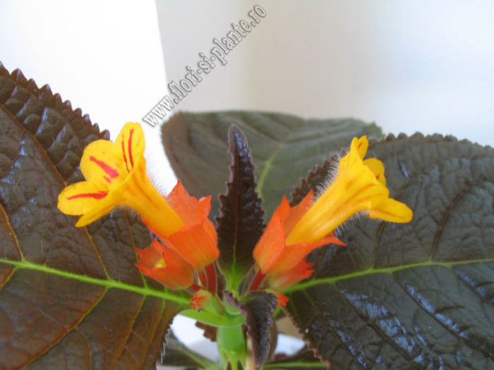 Chrysothemis pulchella 10 - 11  EXPOZITIE VIRTUALA  GESNERIACEAE