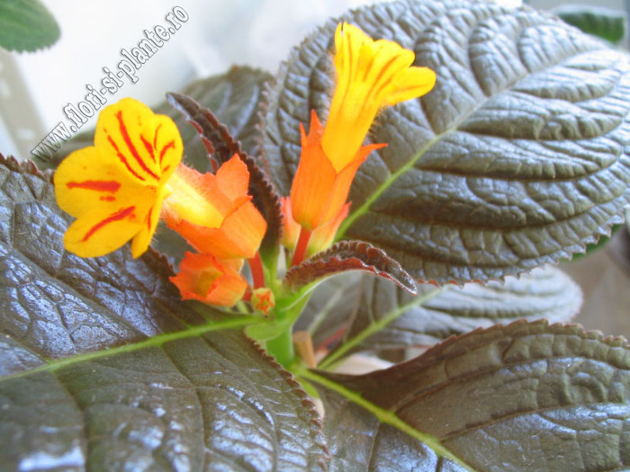 Chrysothemis pulchella 12 - 11  EXPOZITIE VIRTUALA  GESNERIACEAE