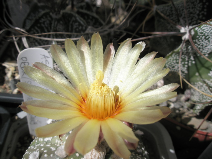 Astrophytum asterias ( Obor ) - floare