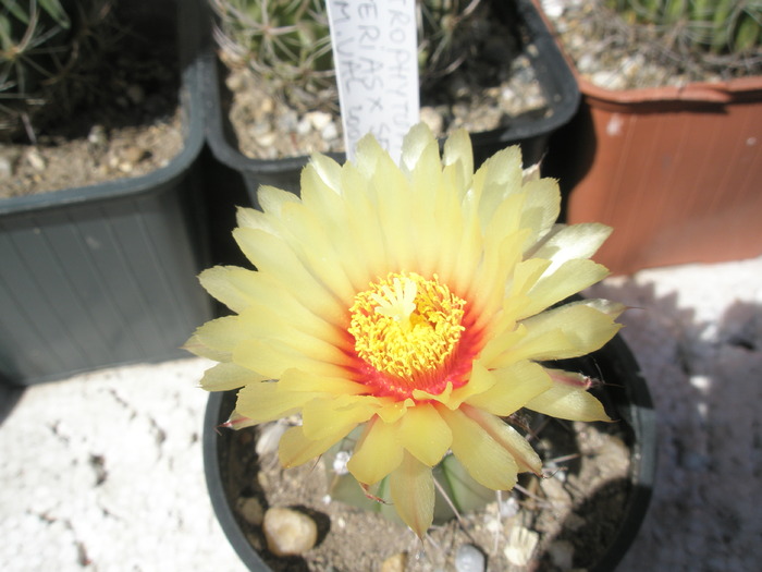 Astrophytum asterias x senile - floare - Astrophytum