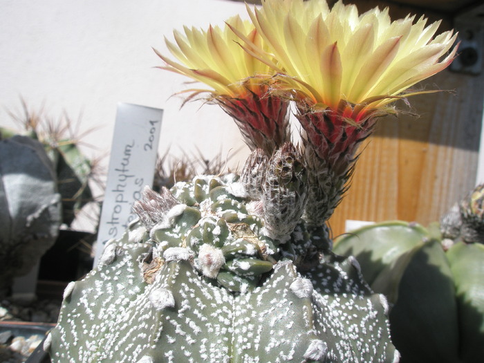 Astrophytum asterias cu cap cristat - 07.06 - Astrophytum