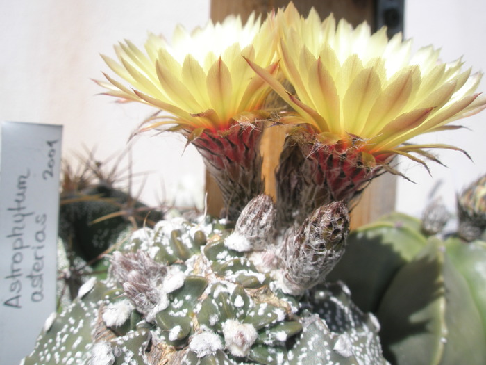 cristatia - Astrophytum