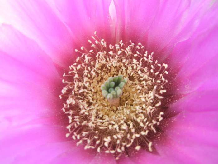 Echinocereus pectinatus - macro