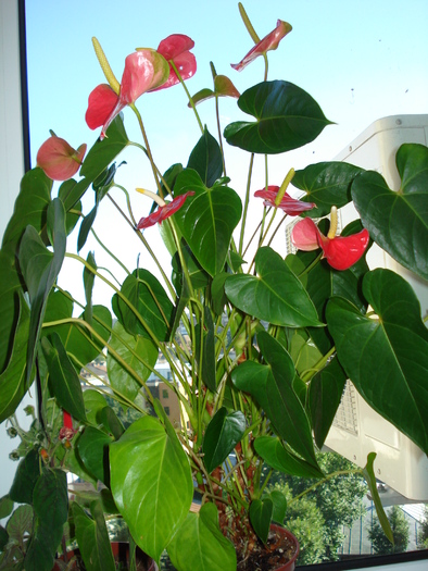 ANTHURIUM