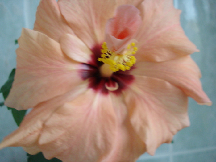 DSC06913 - HIBISCUS 2010