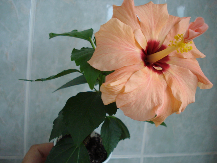 DSC06912 - HIBISCUS 2010