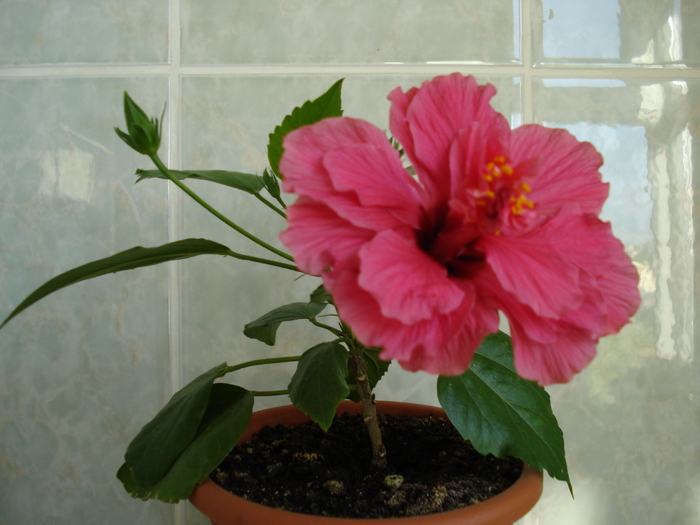 DSC06893 - HIBISCUS 2010