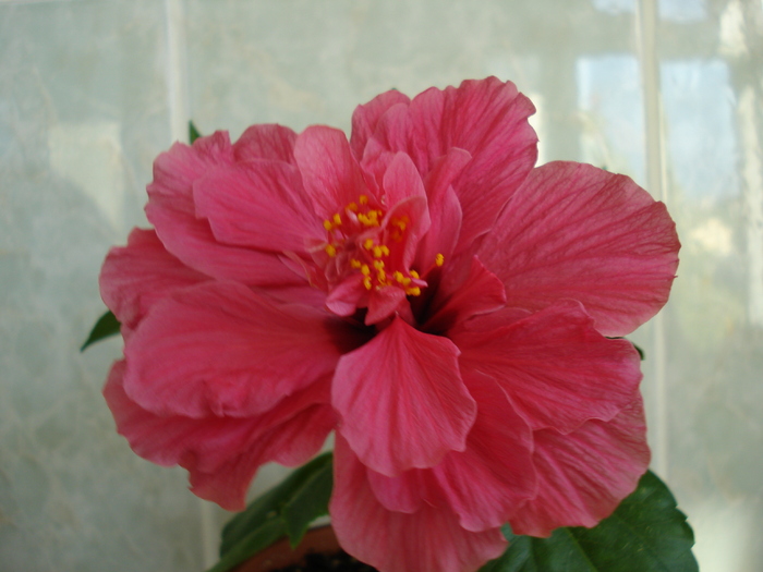 DSC06894 - HIBISCUS 2010