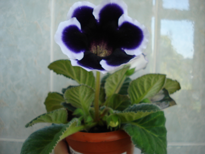 tigrina blue care s-a dovedit a fi altceva - GLOXINIA  2010