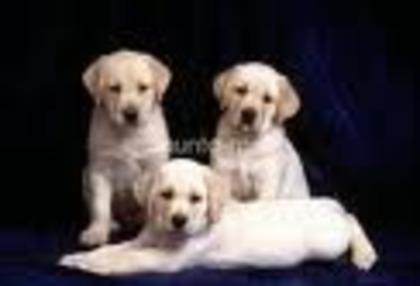 imagesCAIUFFLB - dogs