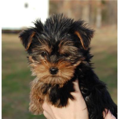 yorkie332[1] - York Shire Terrier Toy