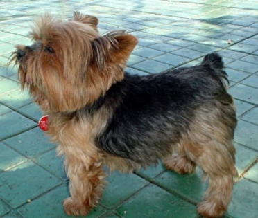 yorkshireterrier_7_tn[1]