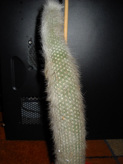 Cleistocactus strausii - CACTUSI SI SUCULENTE